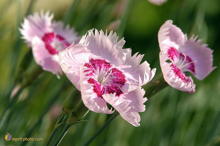 Nom de l'image : D1035175_(c)Norbert-JUNG — Description :